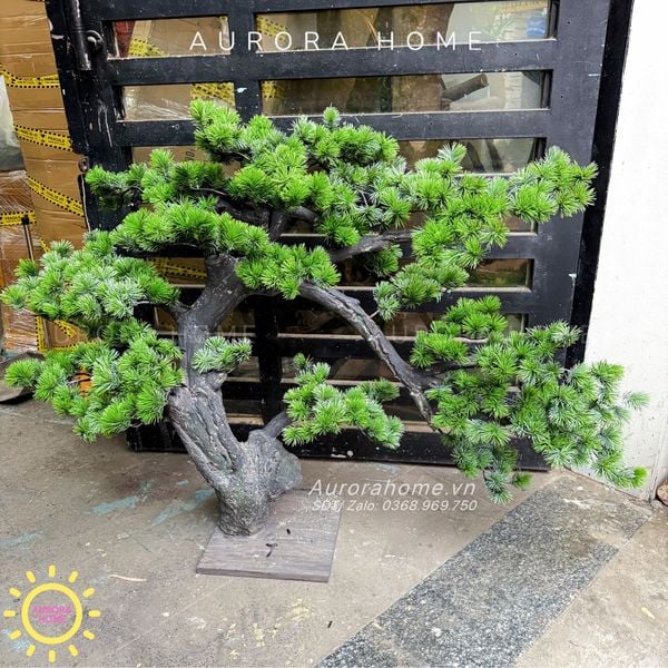 cay-tung-bonsai-gia-trong-theo-yeu-cau