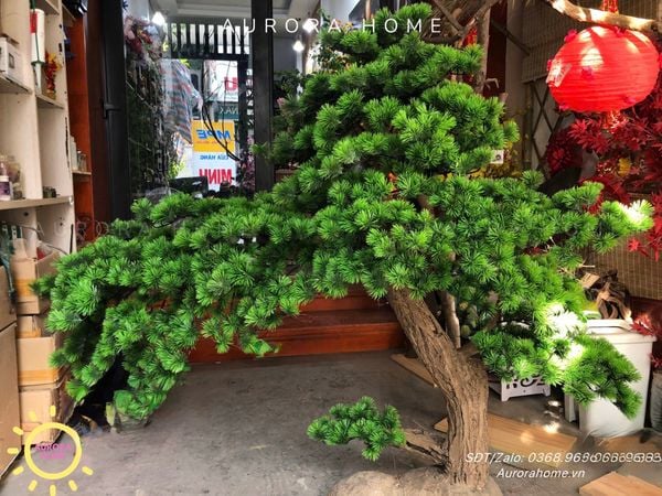 cay-tung-bonsai-gia-thiet-ke-theo-yeu-cau