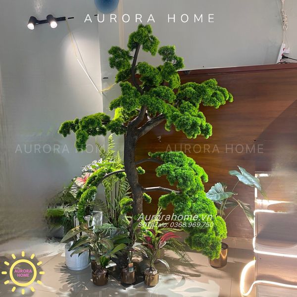 cay-tung-bonsai-gia-dang-thuong-huyen