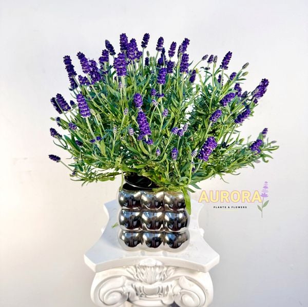 chau-hoa-lavender-de-ban