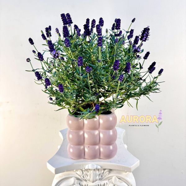 chau-hoa-lavender-de-ban