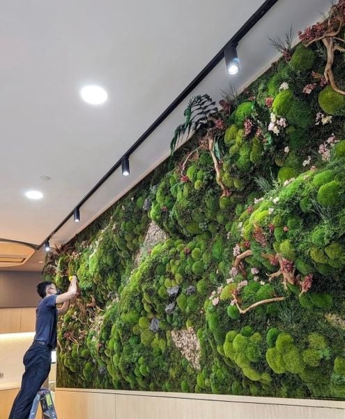 tuong-reu-bao-ton-cao-cap