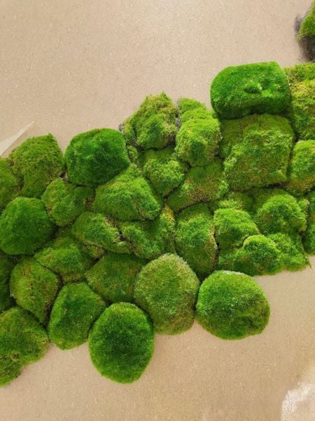 tuong-reu-bao-ton-cao-cap