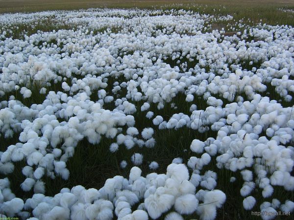 Later in the week, the cotton market will face the PPI and export sales.