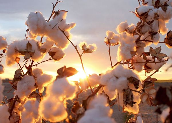 The cotton maker was materially higher Tuesday