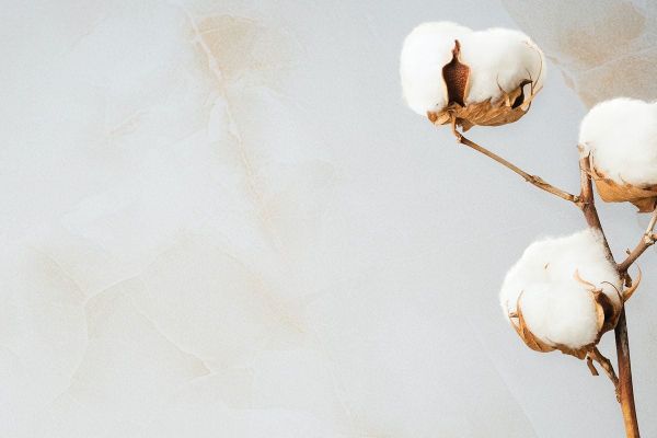 Despite a marketing-year high sales number Thursday morning, the cotton market concluded pretty much unchanged.