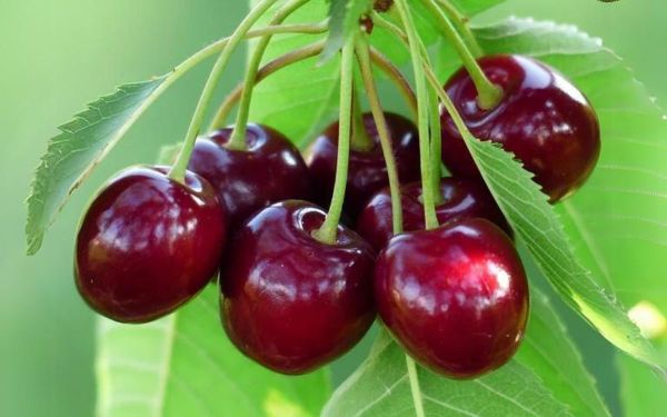 Qua-cherry-tuoi