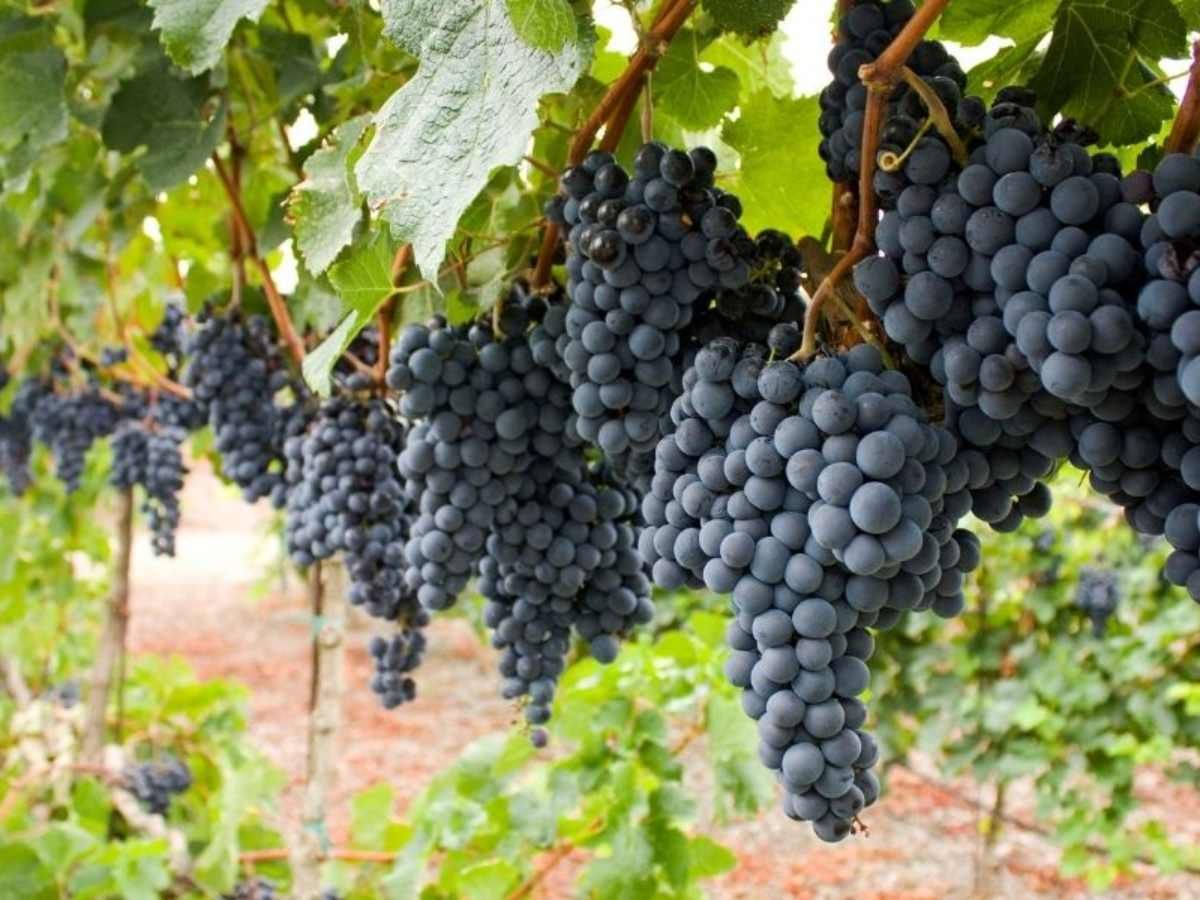 10 giống nho đỏ làm rượu vang trên thế giới được sử dụng tại Việt Nam