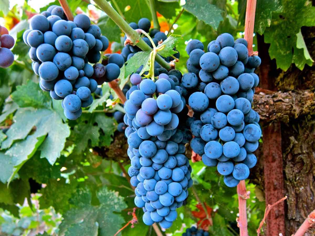 3 giống nho đỏ trong rượu vang được sử dụng nhiều nhất tại Việt Nam