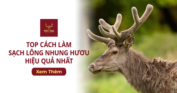 Top Cách Làm Sạch Lông Nhung Hươu Hiệu Quả Nhất