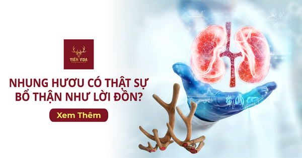 Nhung Hươu Có Thật Sự Bổ Thận Như Lời Đồn?