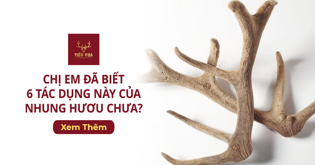 Chị Em Đã Biết 6 Tác Dụng Này Của Nhung Hươu Chưa?