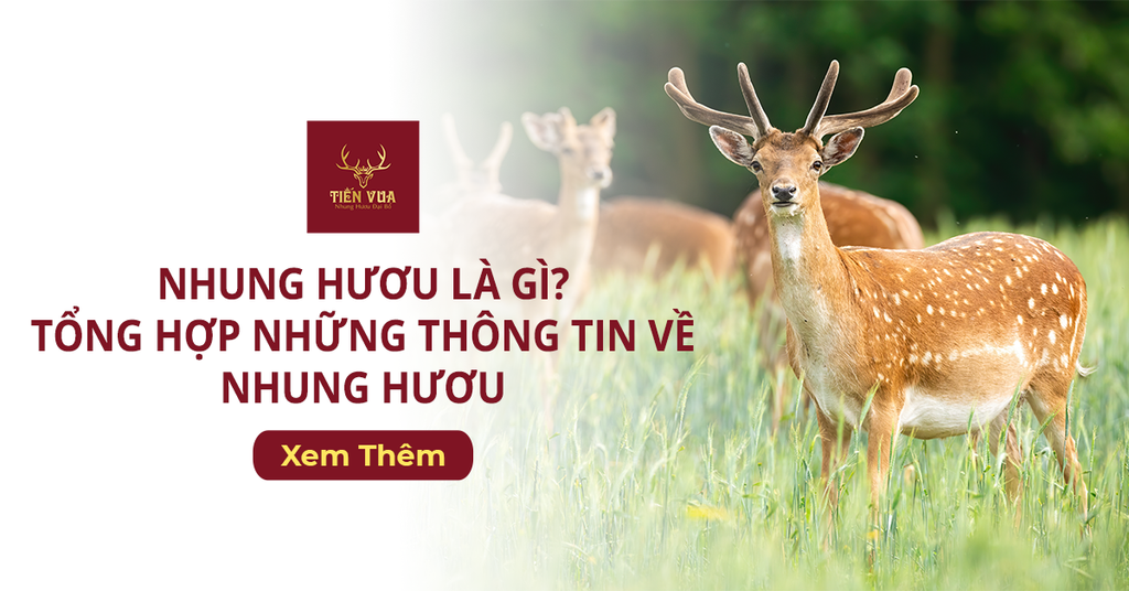 Nhung Hươu Là Gì ? Tổng Hợp Những Thông Tin Về Nhung Hươu