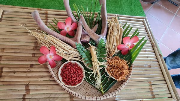 BÀI THUỐC CHỮA BỆNH CÓ NHUNG HƯƠU