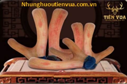 Nhung hươu vị thuốc chữa yếu sinh lý