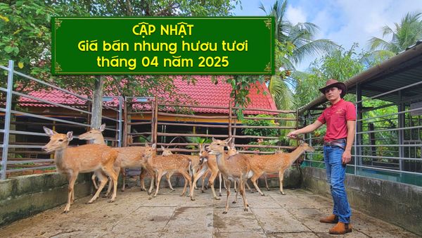 GIÁ NHUNG HƯƠU TƯƠI HIỆN NAY LÀ BAO NHIÊU? CẬP NHẬT MỚI NHẤT THÁNG 4 NĂM 2025