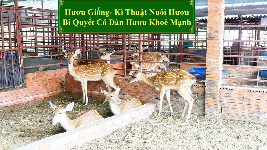 HƯƠU GIỐNG - KĨ THUẬT NUÔI HƯƠU BÍ QUYẾT CÓ ĐÀN HƯƠU KHOẺ MẠNH