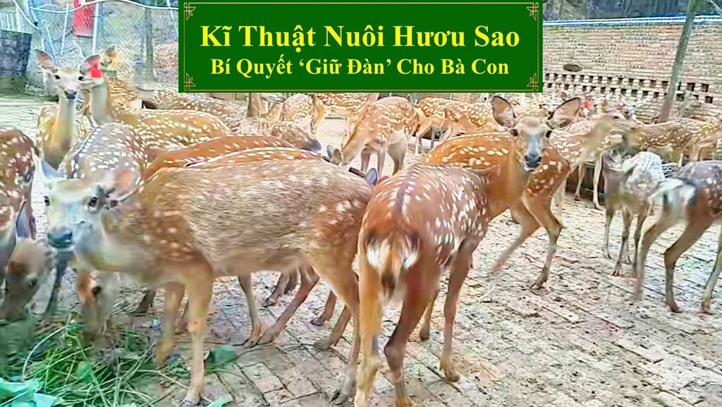 KĨ THUẬT NUÔI HƯƠU SAO - BÍ QUYẾT GIỮ ĐÀN CHO BÀ CON