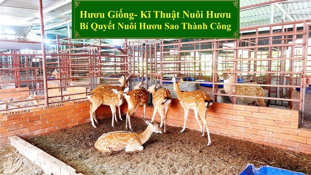 HƯƠU GIỐNG - KĨ THUẬT NUÔI HƯƠU BÍ QUYẾT NUÔI HƯƠU SAO THÀNH CÔNG