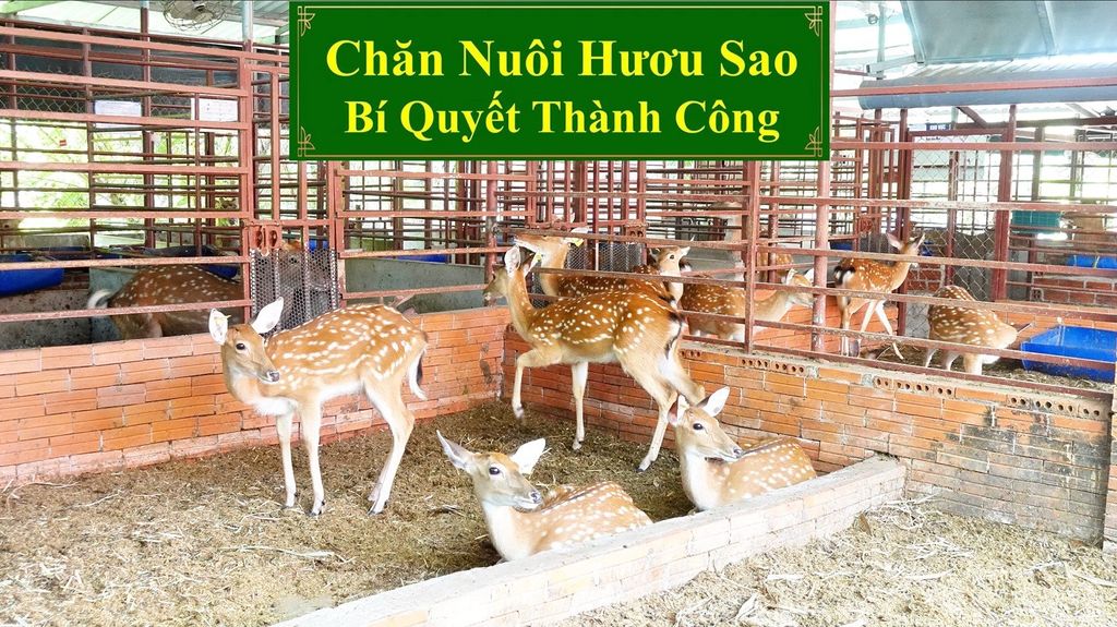 CHĂN NUÔI HƯƠU SAO - BÍ QUYẾT THÀNH CÔNG