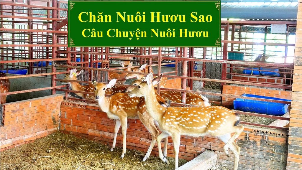 CHĂN NUÔI HƯƠU SAO - CÂU CHUYỆN NUÔI HƯƠU