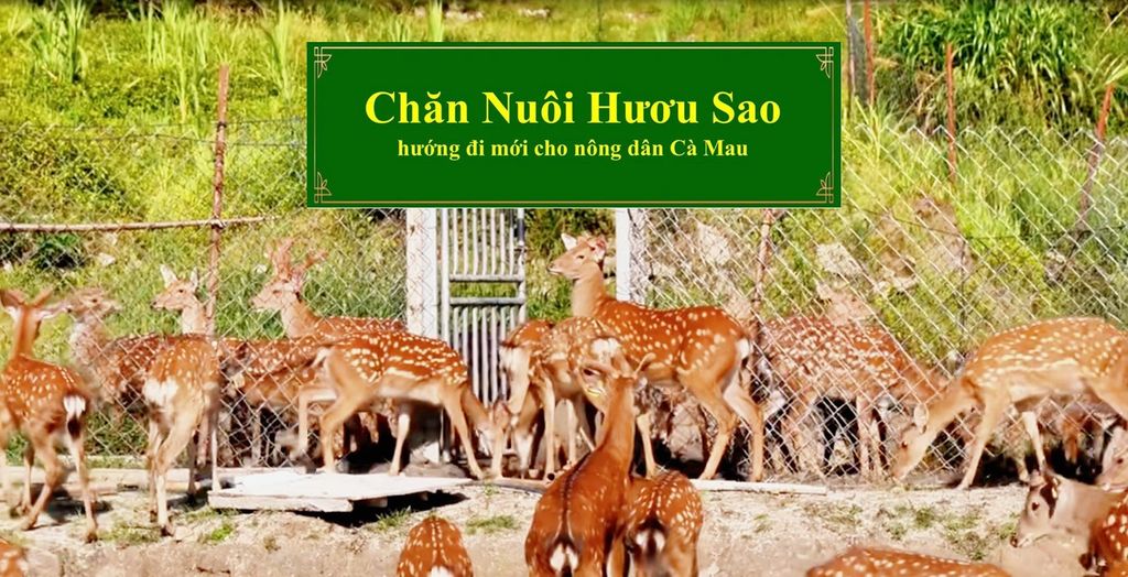 CHĂN NUÔI HƯƠU SAO HƯỚNG ĐI MỚI CHO NÔNG DÂN CÀ MAU