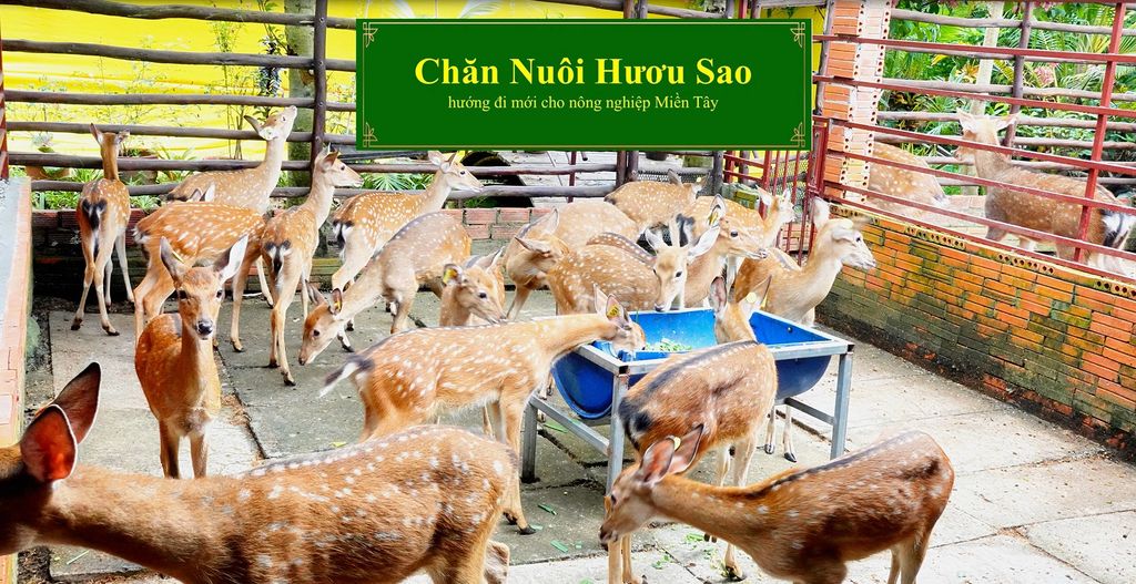 CHĂN NUÔI HƯƠU SAO HƯỚNG ĐI MỚI CHO NÔNG NGHIỆP MIỀN TÂY