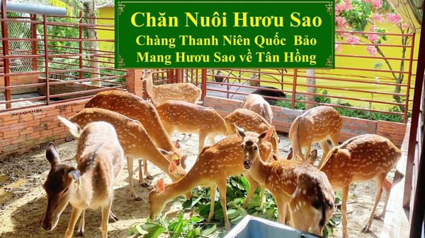 CHĂN NUÔI HƯƠU SAO - CHÀNG THANH NIÊN QUỐC BẢO MANG HƯƠU SAO VỀ TÂN HỒNG