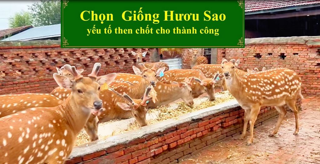 CHỌN GIỐNG HƯƠU SAO YẾU TỐ THEN CHỐT CHO THÀNH CÔNG
