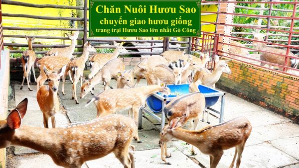 CHĂN NUÔI HƯƠU SAO - CHUYỂN GIAO HƯƠU GIỐNG TRANG TRẠI HƯƠU SAO LỚN NHẤT GÒ CÔNG