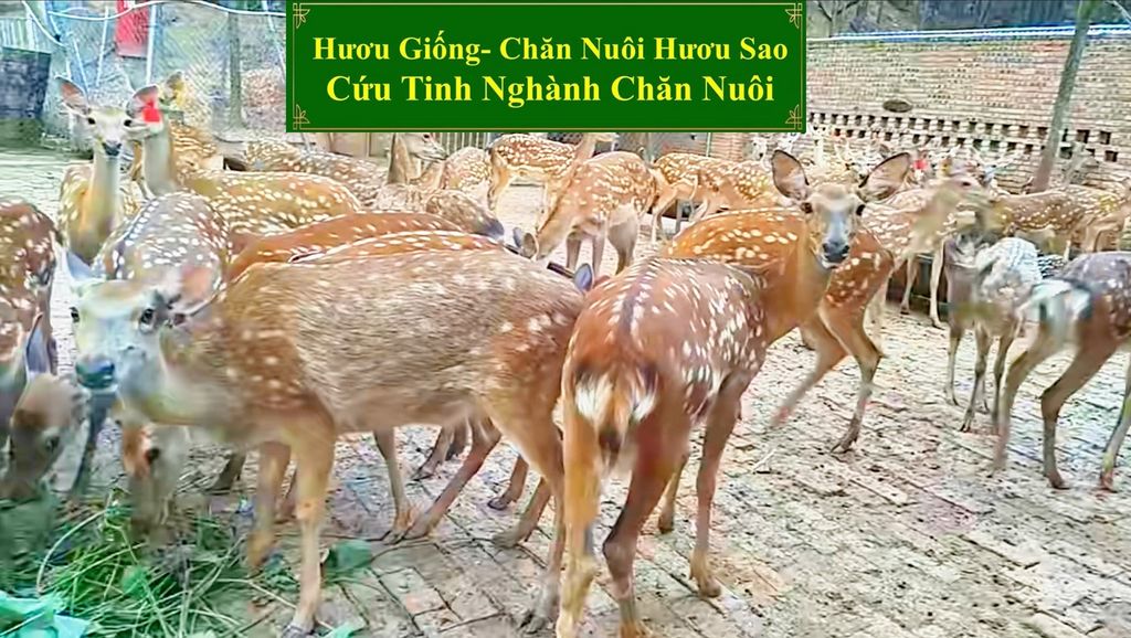 HƯƠU GIỐNG - CHĂN NUÔI HƯƠU SAO CỨU TINH NGÀNH CHĂN NUÔI