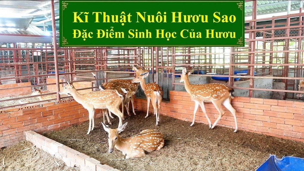 KĨ THUẬT NUÔI HƯƠU SAO - ĐẶC ĐIỂM SINH HỌC CỦA HƯƠU