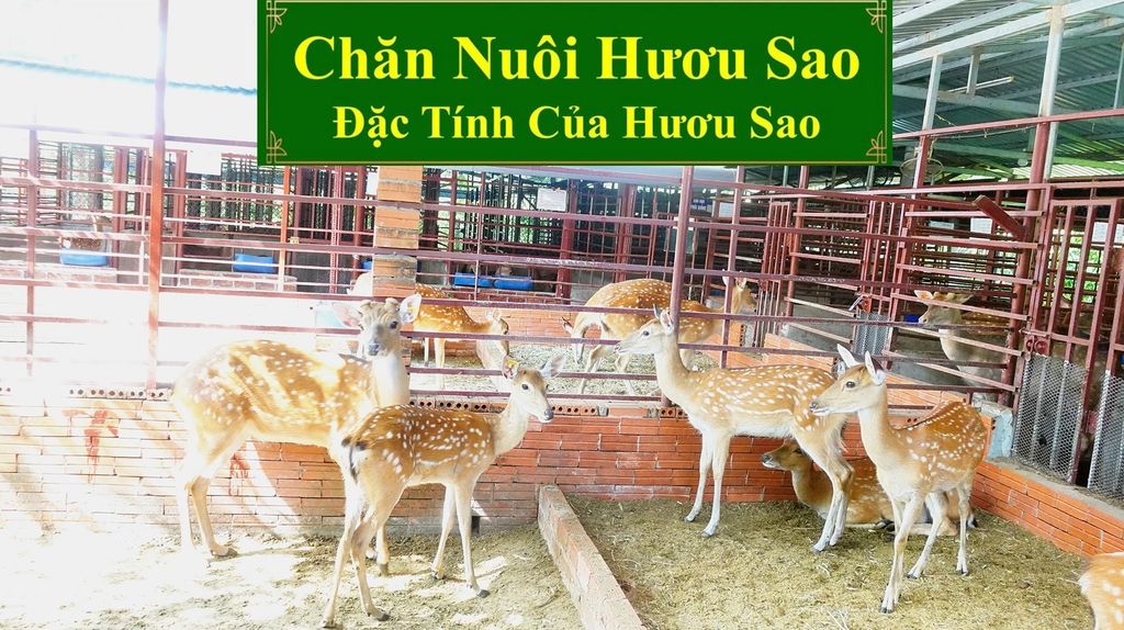 CHĂN NUÔI HƯƠU SAO - ĐẶC TÍNH CỦA HƯƠU SAO