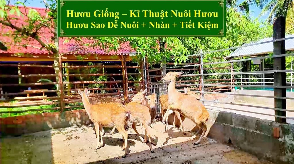 HƯƠU GIỐNG - KĨ THUẬT NUÔI HƯƠU SAO DỄ NUÔI + NHÀN + TIẾT KIỆM