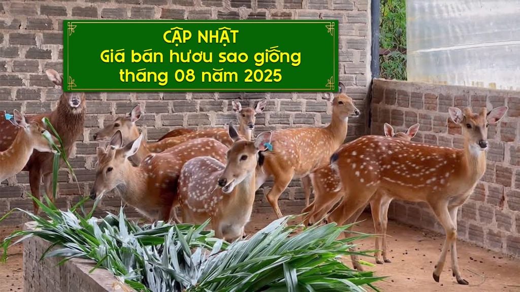 HIỆN TẠI MUA HƯƠU SAO GIỐNG CẦN BAO NHIÊU TIỀN? (THÁNG 8/2025)