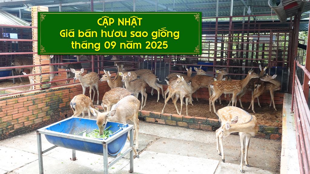 TÌNH HÌNH GIÁ HƯƠU SAO GIỐNG TRÊN THỊ TRƯỜNG TRONG THÁNG 9/2025 RA SAO❓❓