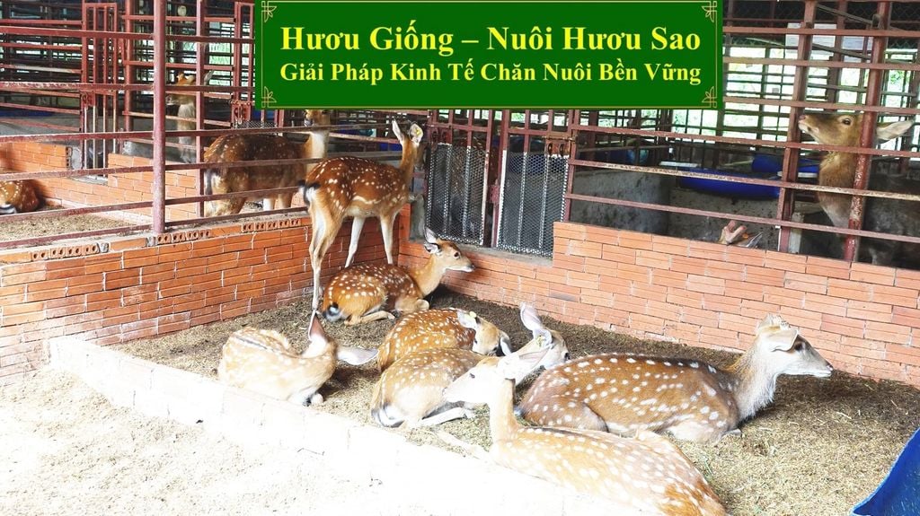 HƯƠU GIỐNG - NUÔI HƯƠU SAO GIẢI PHÁP KINH TẾ CHĂN NUÔI BỀN VỮNG
