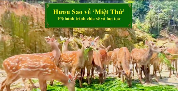 HƯƠU SAO VỀ 
