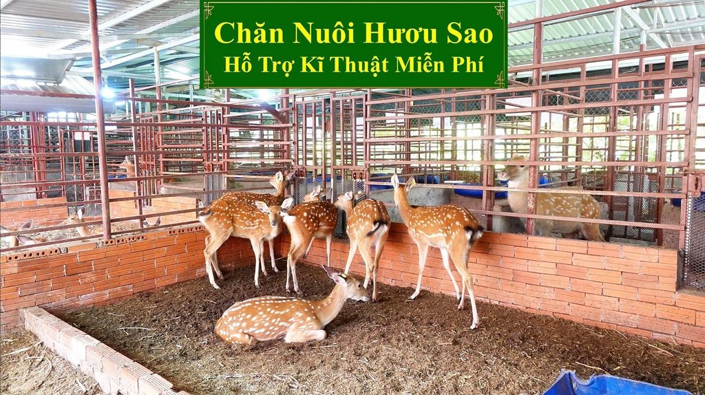 CHĂN NUÔI HƯƠU SAO - HỖ TRỢ KĨ THUẬT MIỄN PHÍ