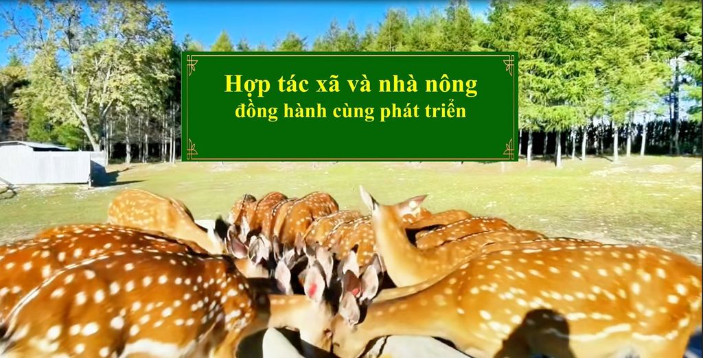 HỢP TÁC XÃ VÀ NHÀ NÔNG ĐỒNG HÀNH CÙNG PHÁT TRIỂN