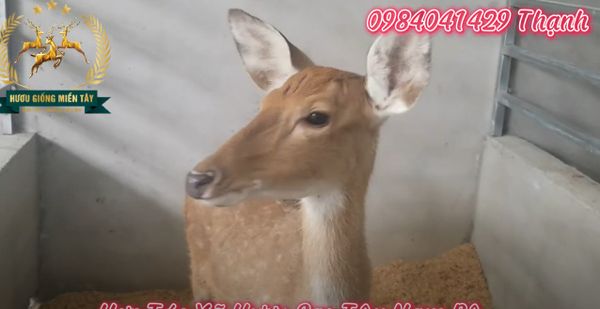 HƯƠU GIỐNG VỀ CỦ CHI, HỒ CHÍ MINH