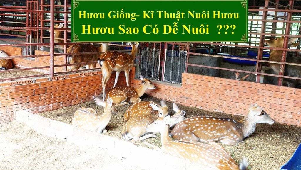 HƯƠU GIỐNG - KĨ THUẬT NUÔI HƯƠU HƯƠU SAO CÓ DỄ NUÔI