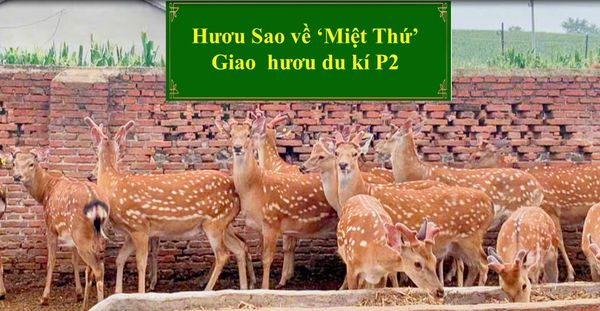 HƯƠU SAO VỀ 