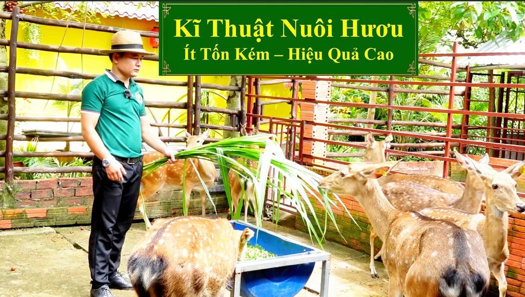 KĨ THUẬT NUÔI HƯƠU SAO - ÍT TỐN KÉM, HIỆU QUẢ CAO