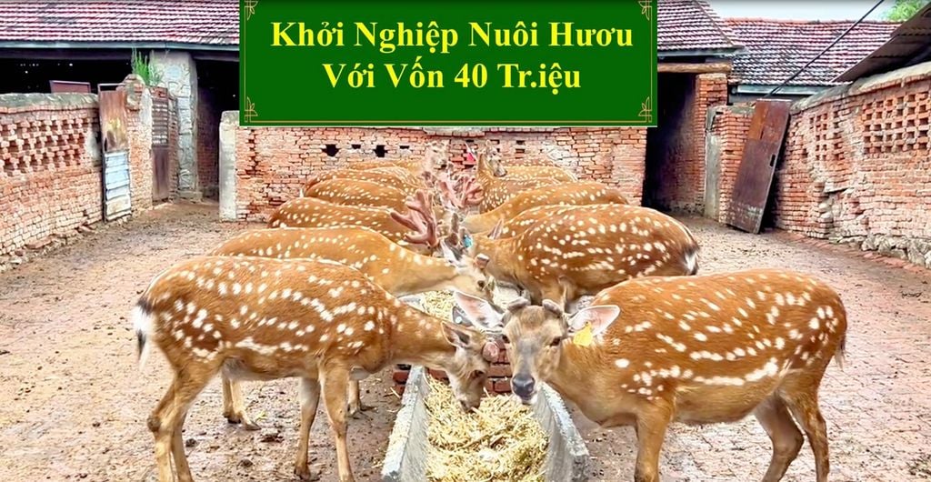 KHỞI NGHIỆP NUÔI HƯƠU VỚI VỐN 40 TRIỆU