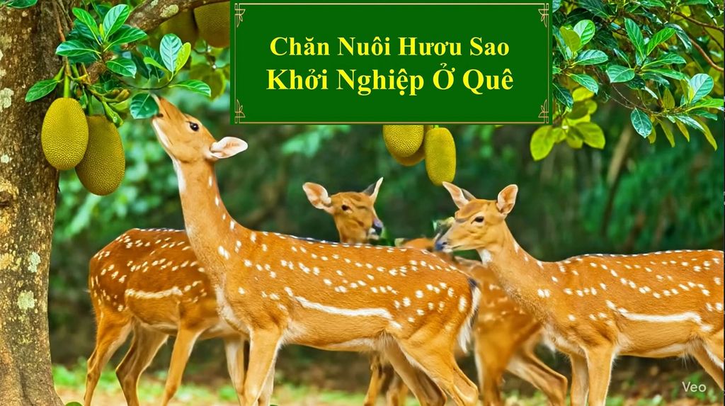 CHĂN NUÔI HƯƠU SAO - KHỞI NGHIỆP Ở QUÊ