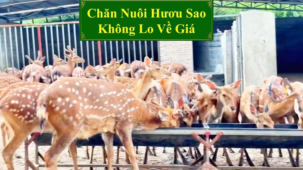 CHĂN NUÔI HƯƠU SAO - KHÔNG LO VỀ GIÁ
