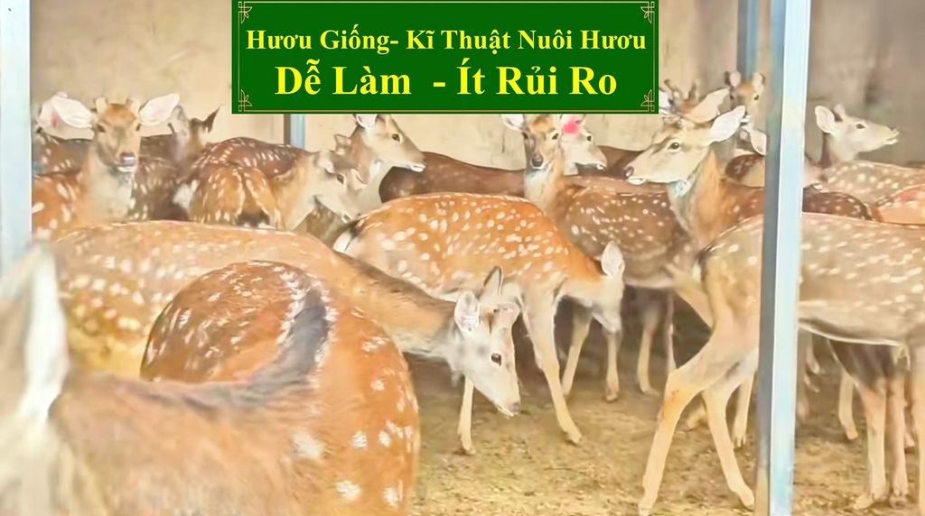 HƯƠU GIỐNG - KĨ THUẬT NUÔI HƯƠU DỄ LÀM ÍT RỦI RO