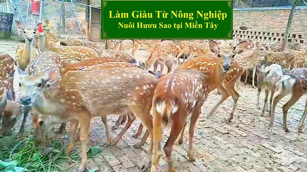 HƯƠU GIỐNG - LÀM GIÀU TỪ NÔNG NGHIỆP NUÔI HƯƠU SAO TẠI MIỀN TÂY