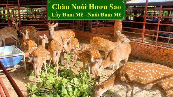 CHĂN NUÔI HƯƠU SAO - LẤY ĐAM MÊ NUÔI ĐAM MÊ